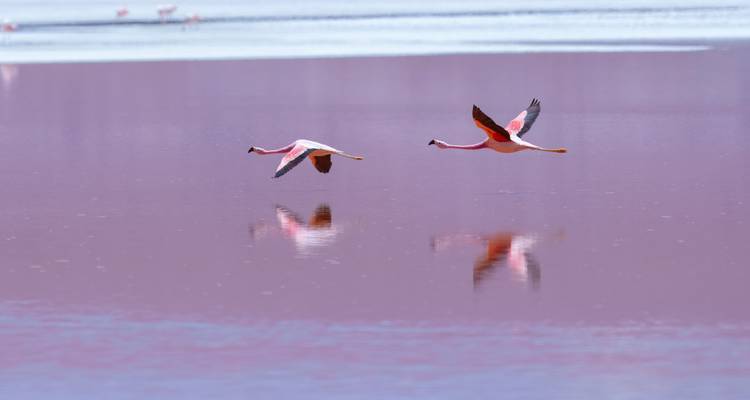 Dos flamencos se deslizan bajo sobre las aguas rosadas de la Laguna Colorada, con sus reflejos reflejados abajo.