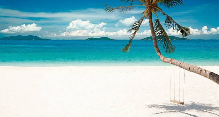 White sandy beach with a palm tree and swing.