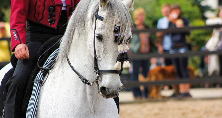 Caballo blanco con brida ornamentada durante un evento cultural.