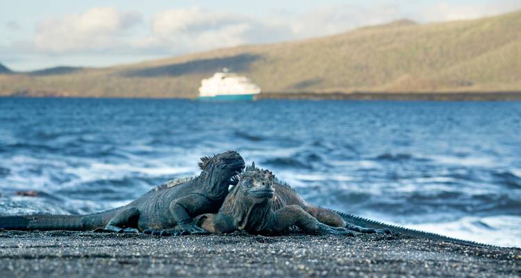 Iguanas on a beach with a boat in the background.