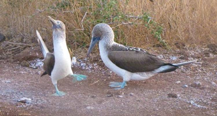 Two blue-footed boobies performing a courtship dance.