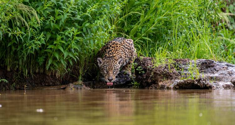 12 Days Brazil Unveiled: From Rio’s Rhythms to the Amazon’s Heart - Responsible Travel South America 4