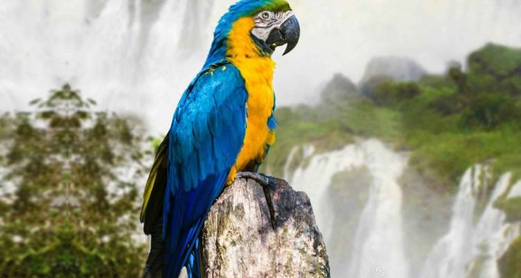 12 Days Brazil Unveiled: From Rio’s Rhythms to the Amazon’s Heart - Responsible Travel South America 7