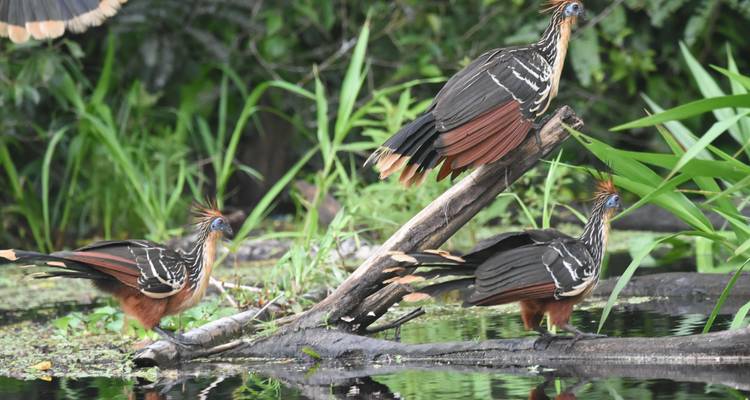 Des oiseaux perchés sur une bûche dans un cadre de type jungle.