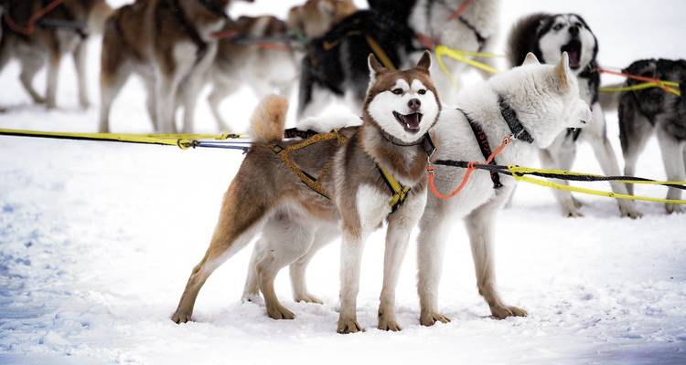 Gruppe von Schlittenhunden bereit für den Einsatz in einer verschneiten Landschaft.