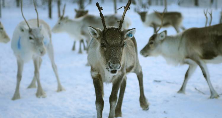 Rentierherde in verschneiter Umgebung, mit fokussiertem Rentier im Vordergrund.