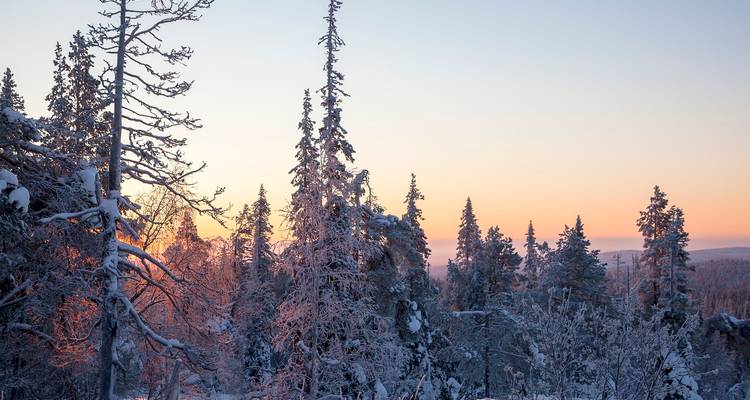 Schneebedeckte Bäume bei Sonnenuntergang, die ein warmes Licht über die Landschaft werfen.