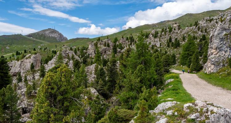 Un sentier sinueux traverse des affleurements rocheux et des pins sous un ciel bleu éclatant dans les Dolomites.