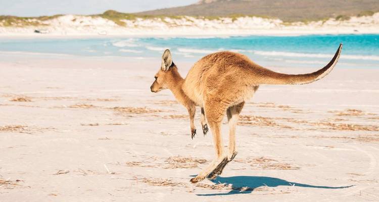 Un canguro salta a través de una playa amplia y blanqueada por el sol junto a un mar azul vívido.