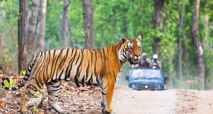 Tiger steht im Wald mit einem Fahrzeug im Hintergrund.
