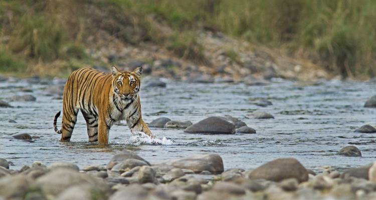 Tigre debout dans une rivière peu profonde avec un arrière-plan herbeux.