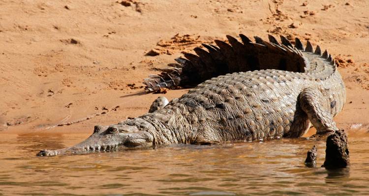 Crocodile se reposant sur la rive.