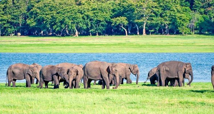 Elefantenherde grast in der Nähe eines Sees.