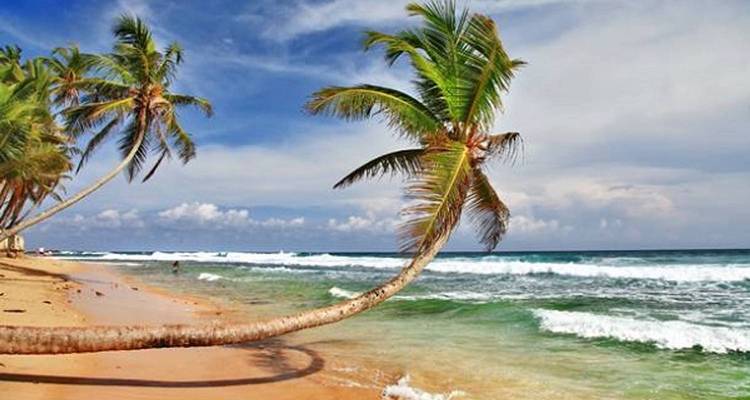 Palme, die sich zum Ozean neigt auf einem sandigen Strand.