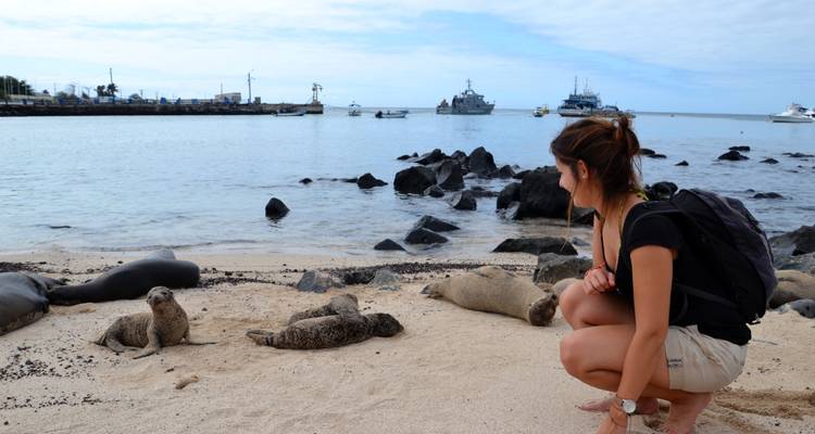 Une personne agenouillée sur la plage avec des otaries sur le rivage.