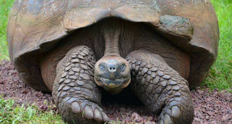 Gros plan d'une tortue géante se reposant sur l'herbe.