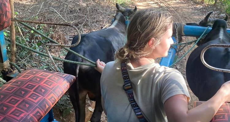 Person riding a cart pulled by cattle on a dirt path.