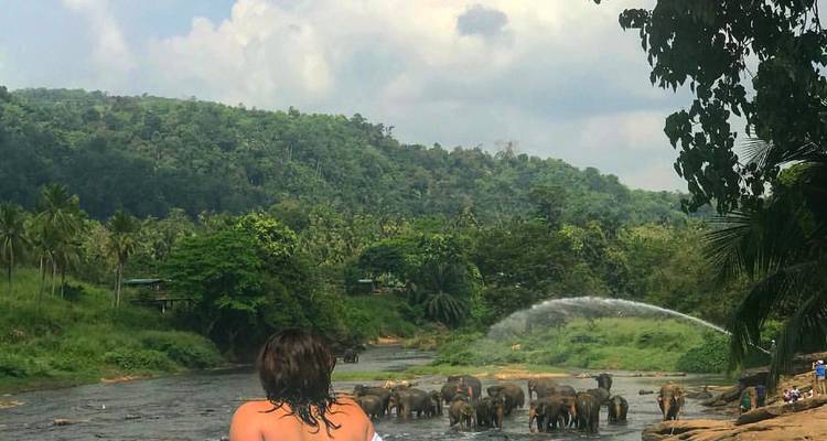 Person observing elephants in a river with lush greenery around.