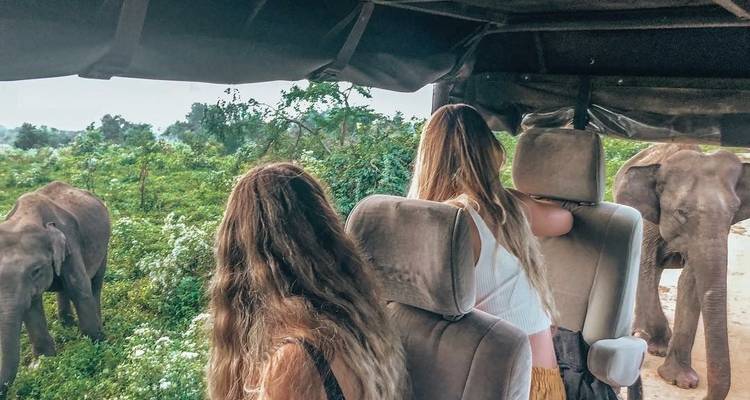 People in a safari vehicle observing elephants in the wild.