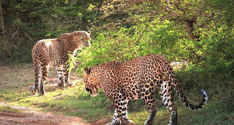 Two leopards walking on a dirt path in a forested area.