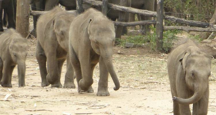 Gruppe von Babyelefanten, die zusammen gehen.