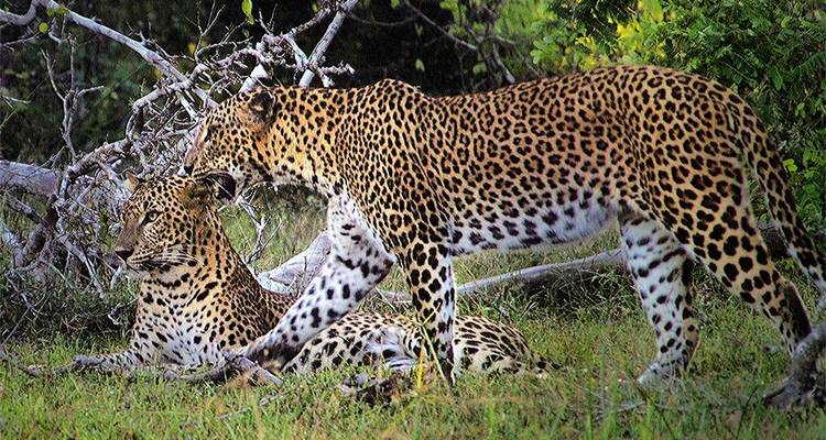 Zwei Leoparden ruhen in einem grasbewachsenen Bereich mit Büschen.