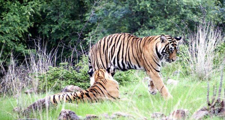 Zwei Tiger in einem grasbewachsenen Bereich.