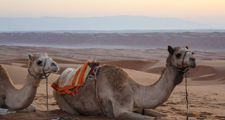 Deux chameaux se reposant dans un paysage désertique.