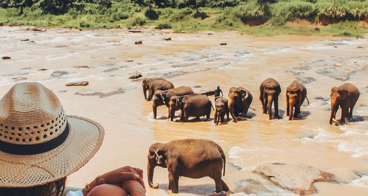 Group observing elephants by a river