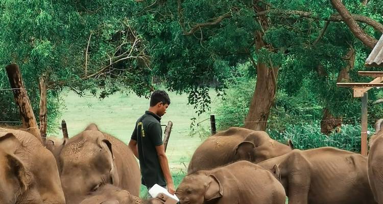 A person standing among a group of elephants in a field.