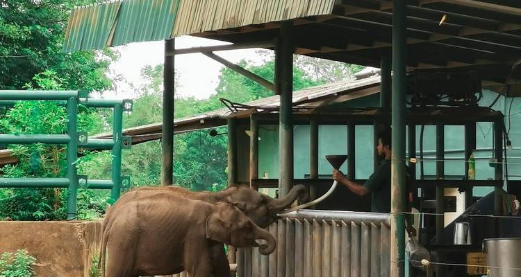 Elephants interacting with a person at a sanctuary or zoo.