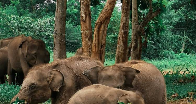Young elephants gathered near trees in a lush environment.