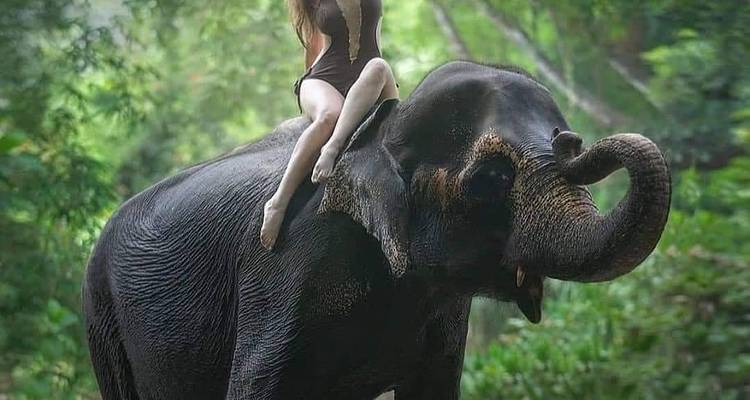 A person riding an elephant through a forest.