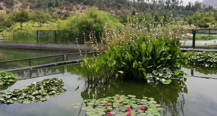 Gros plan d'un étang avec des nénuphars et une végétation luxuriante.