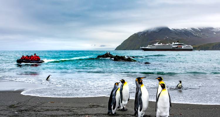 Pinguine versammeln sich an einem Strand mit einem Schiff im Hintergrund.