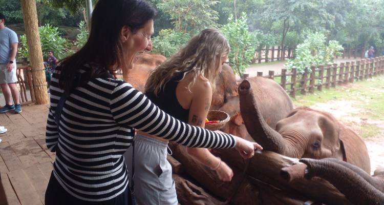 Deux femmes nourrissant des éléphants dans un enclos.