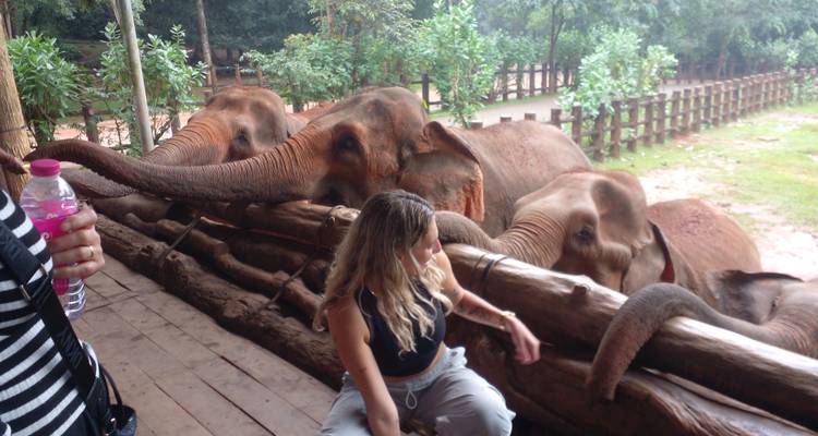 Femme interagissant avec des éléphants dans un enclos.