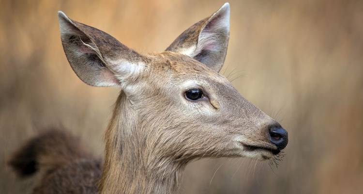 Gros plan d'un cerf sur un arrière-plan naturel flou.