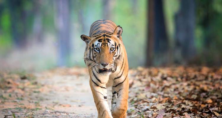 Tigre marchant vers la caméra sur un sentier forestier.