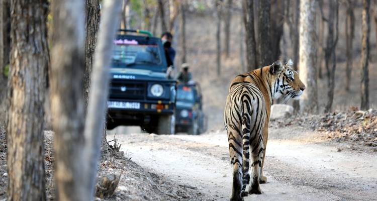 Tigre marchant sur un sentier forestier avec des véhicules qui le suivent.