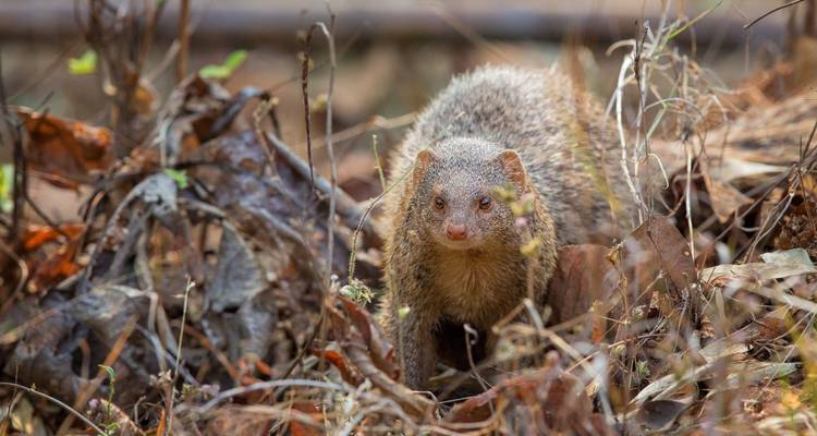 Mangouste dans son habitat naturel entourée de feuilles.