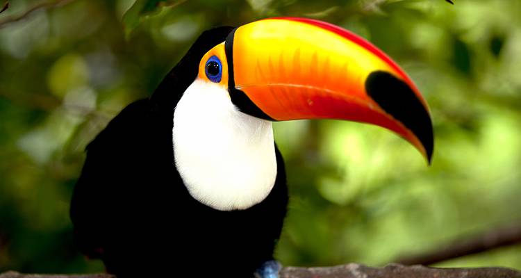 Gros plan d'un toucan coloré dans un environnement naturel