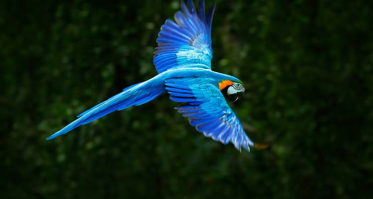 Guacamayo azul brillante volando frente a un fondo de selva tropical verde oscura.