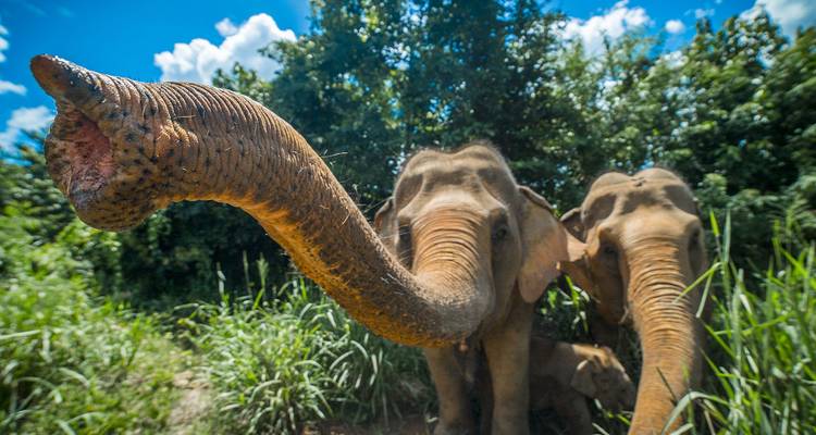 Close-up of elephants with the camera focus on one trunk.