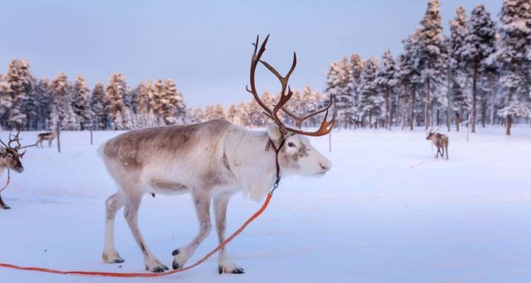Arctic winter adventure - ADULTS ONLY - Inventia 2