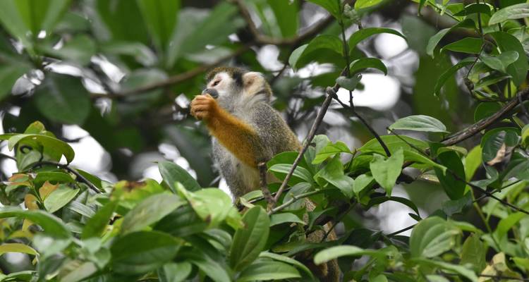 8 Days - 360° Deep into Cuyabeno - Responsible Travel South America 2