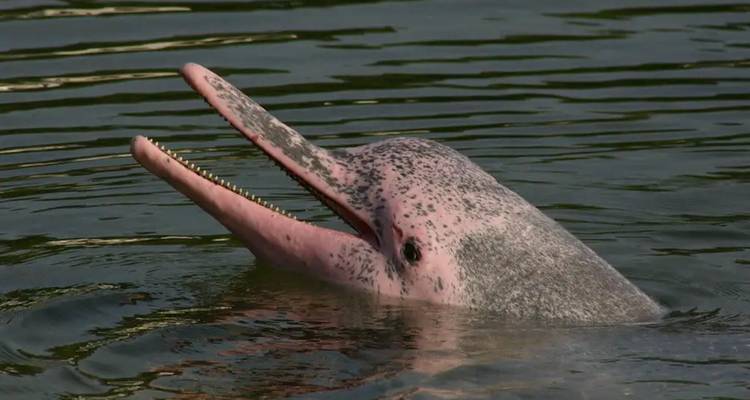 Pink river dolphin swimming in water.