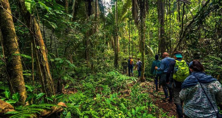 Group of people hiking through dense rainforest.