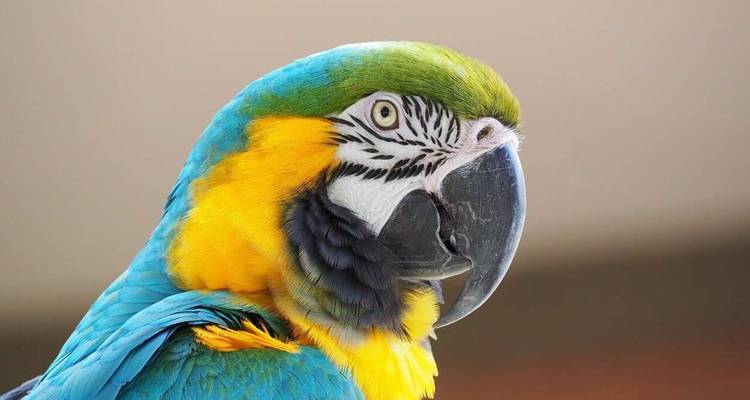 Close-up of a colorful parrot.