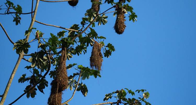 Cluster van hangende vogelnesten aan bebladerde takken tegen een heldere blauwe hemel
